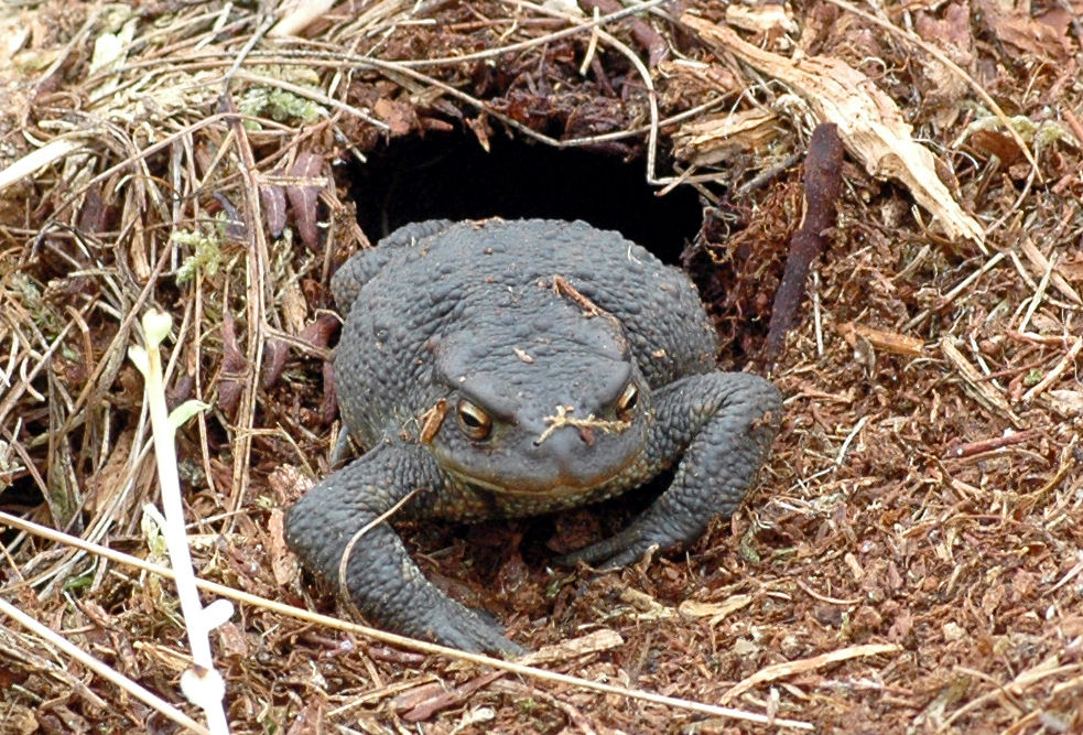 Common toad